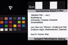 Foto (Objket + Etiketten) von Munitheites sp. 